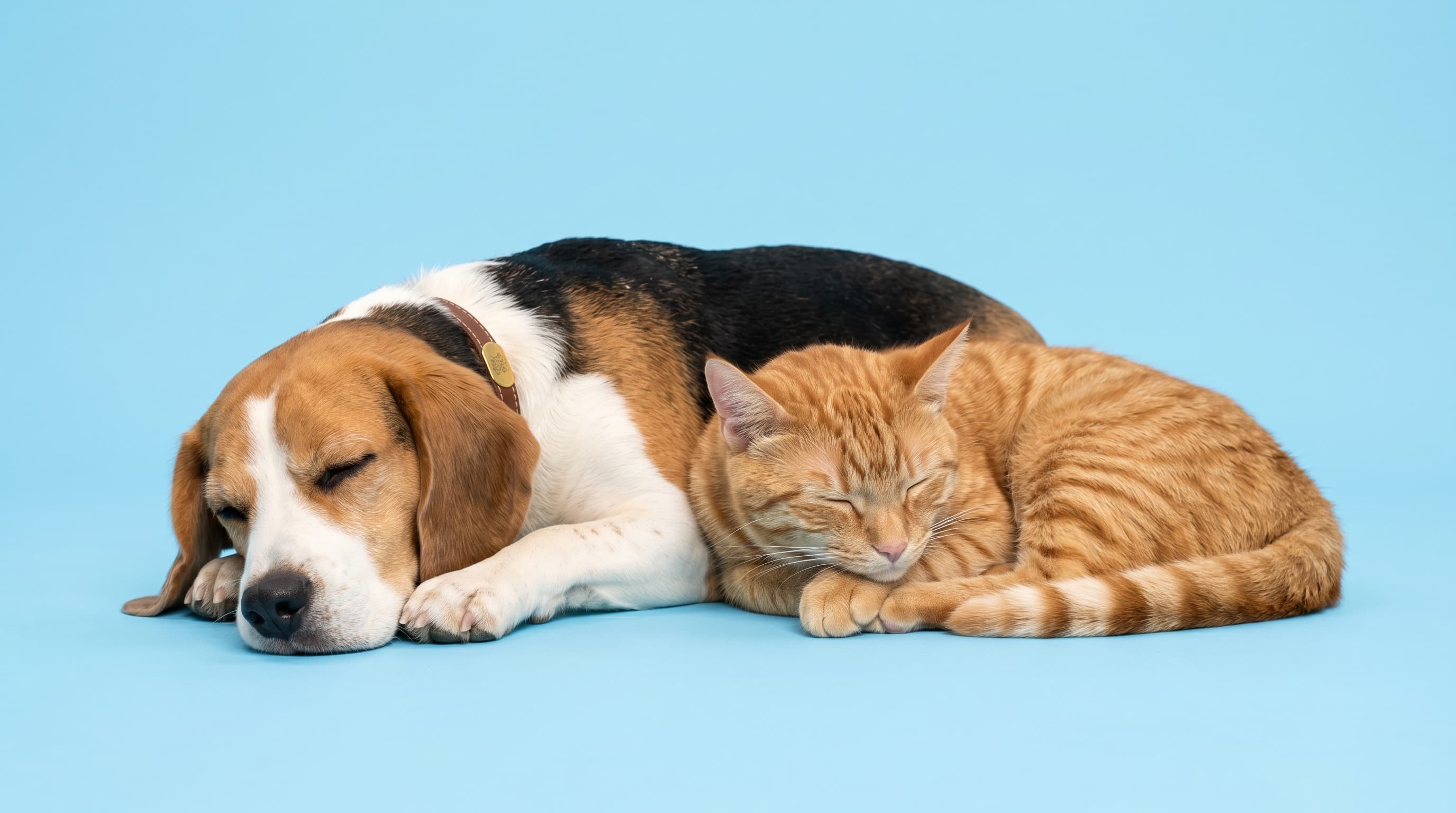 Een slapende hond en kat dicht tegen elkaar
