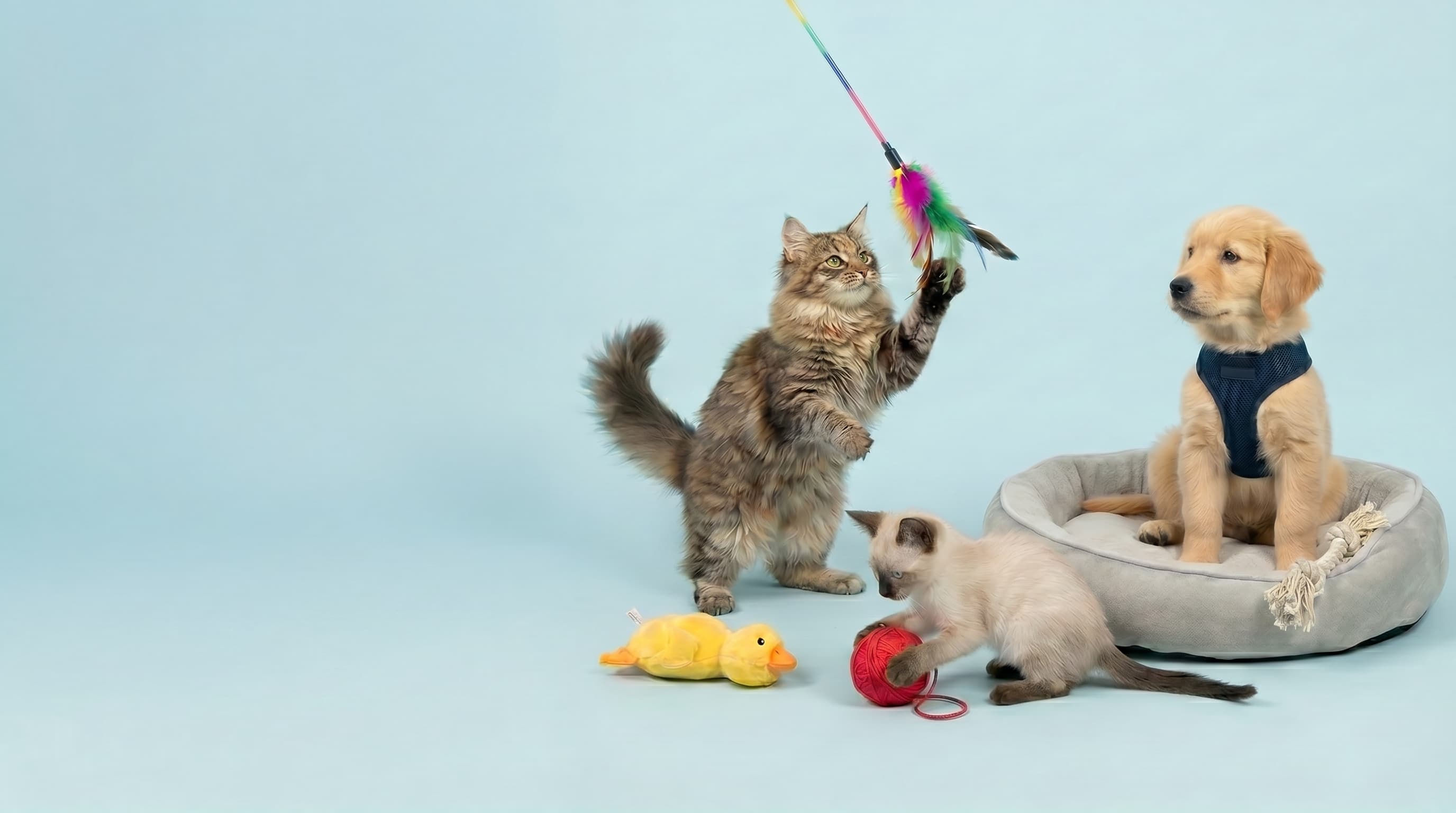 Een Maine Coon kat, Siamese kitten en golden retriever puppy spelen met speelgoed